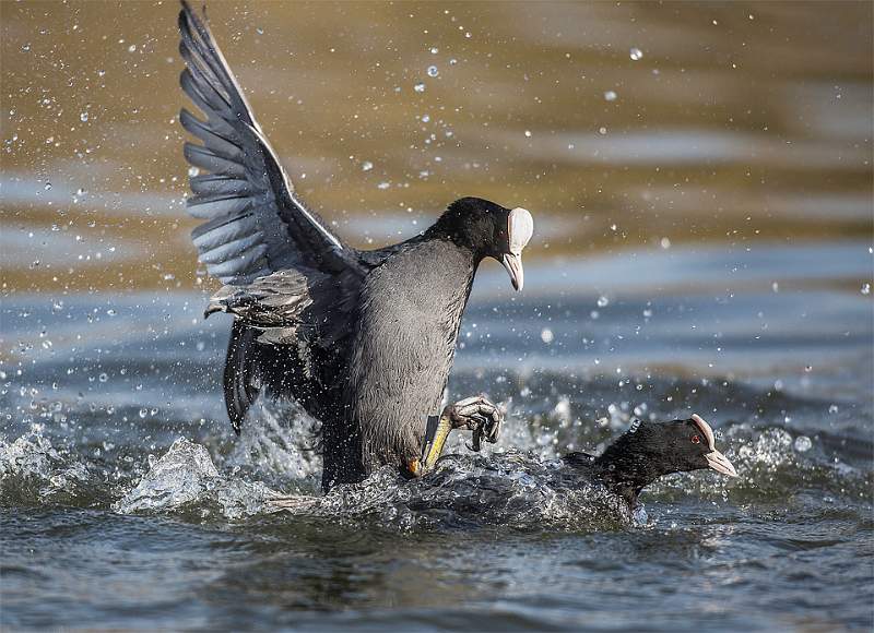 Coots Fighting 1 - by Roger Hance.jpg
